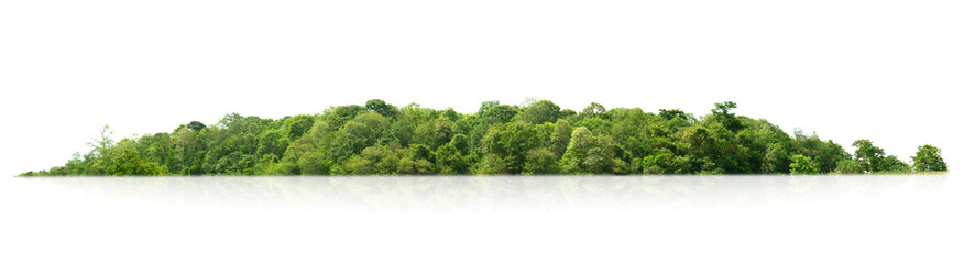 Wall Mural - lush green trees line isolate on white background