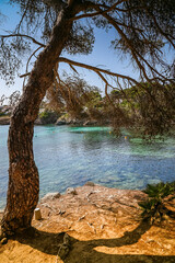 Wall Mural - The picturesque Font de Sa Cala beach in Mallorca showcases tranquil turquoise waters and surrounding pine trees