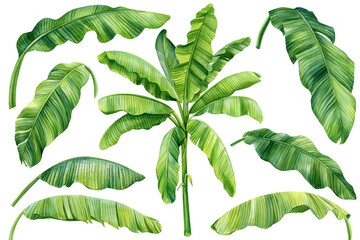 Banana palm leaves set, watercolor illustration tropical palm leaves isolated white background branch green leaf clipart