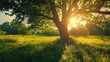 © standret - Beautiful sunrise in a green meadow with a large tree