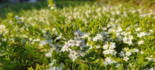 Sticker - Close-up of white Myoporum parvifolia flowers in a field surrounded by grass and bushes