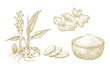 © createvil - Turmeric Vector Illustrations Collection. Hand Drawn Tumeric Curry Plant Root and Powder Bowl. Engraving Style Curcuma Spice Vegan Drawings Isolated