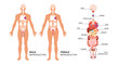 © 4zevar - Main human body organ systems. Educative anatomy physiology