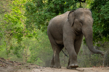 Wall Mural - wild aggressive asian elephant or Elephas maximus indicus roadblock walking head on in summer season and natural green scenic background safari at bandhavgarh national park forest madhya pradesh india