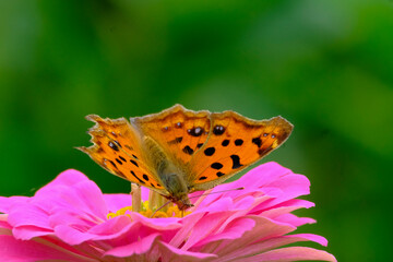 Wall Mural - a butterfly sitting on a pink flower with green leaves behind it