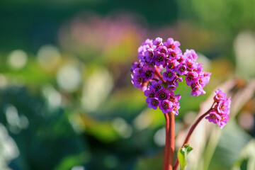 Wall Mural - Blooming plant Bergenia Cordifolia