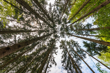 Wall Mural - Low angle shot of sunlight filtering through tall evergreen trees in a forest