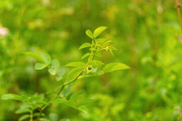 Wall Mural - the background of a green flower garden with insects living in it, like a ladybug and a tenacious il