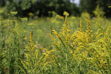 field of yellow flowers