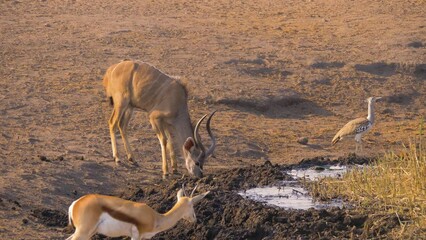 Wall Mural - Greater Kudu (Tragelaphus strepsiceros); skittish male drinking from a muddy waterhole at sunrise, Etosha National Park, Namibia