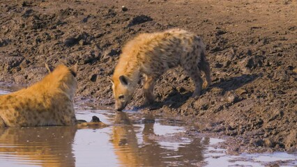 Wall Mural - two spotted hyena's (crocuta crocuta) drinking from a muddy waterhole in etosha national park, namib