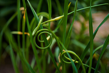 Garlic scape in vegetable garden. Plantation of garlic plant. Growth crop at organic farm