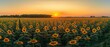© Yelena - sunflowers field in the evening