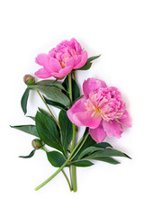 Wall Mural - Pink peonies on a white background with space for text. Top view, flat lay