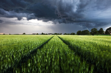 Poster - Thunderstorm - Dark ominous storm clouds above green wheat landscape field. Adverse weather conditions. Climate change. Wallpaper force of nature. Discover the beauty of earth.