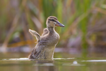mallard duckling swimming on the surface of a pond