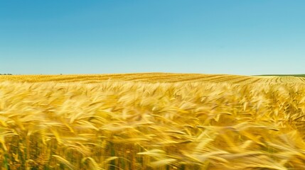 Wall Mural - Golden wheat fields swaying gently in the breeze under a clear blue sky. The fields stretch as far as the eye can see, symbolizing abundance and prosperity.