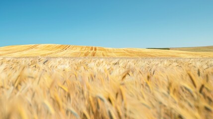 Wall Mural - Golden wheat fields swaying gently in the breeze under a clear blue sky. The fields stretch as far as the eye can see, symbolizing abundance and prosperity.