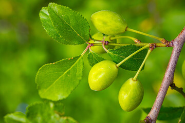 Close-up of green berries hanging from a branch with lush green leaves. The background is a vibrant green blur, providing ample