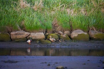 Wall Mural - Family of Anas platyrhynchos, or Mallards, out for a morning swim near Farstadsanden beach, Norway.