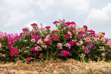 Wall Mural - Close-up view of rows of beautiful pink and red bougainvillea flowers.