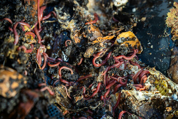 Wall Mural - worms in compost pile. making a thermophilic compost with soil biology for fertilizer on a farm in a mesh ring in australia