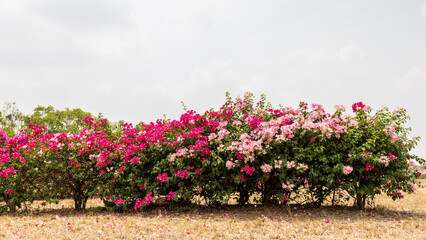 Wall Mural - Close-up view of rows of beautiful pink and red bougainvillea flowers.