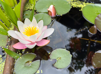 Wall Mural - water lilies in the garden pond