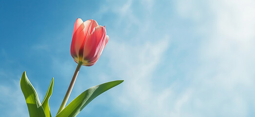 Wall Mural - there is a pink flower that is in the middle of a green stem