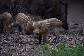 Wall Mural - Herd of wild hogs rooting in the forest