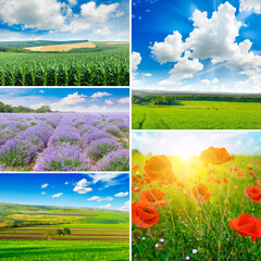 Wall Mural - Set of bright summer fields with various crops.