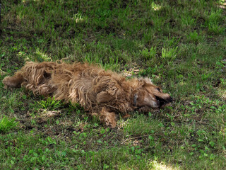 Wall Mural - cocker spaniel dog playing and rolling in the green grass