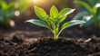 © mdaktaruzzaman - World environment day, A vibrant green seedling with multiple leaves growing in rich, dark soil, illuminated by warm sunlight in a blurred background