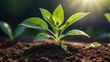 © mdaktaruzzaman - World environment day, A vibrant green seedling with multiple leaves growing in rich, dark soil, illuminated by warm sunlight in a blurred background
