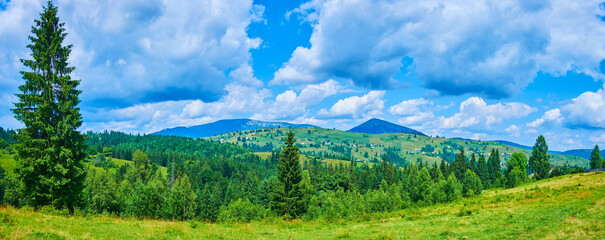 Poster - Panorama of mown pasture and conifer forest, Mountain Valley Peppers, Carpathians, Ukraine