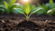© mdaktaruzzaman - World environment day, A vibrant green seedling with multiple leaves growing in rich, dark soil, illuminated by warm sunlight in a blurred background