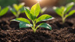 © mdaktaruzzaman - World environment day, A vibrant green seedling with multiple leaves growing in rich, dark soil, illuminated by warm sunlight in a blurred background