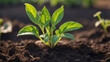 © mdaktaruzzaman - World environment day, A vibrant green seedling with multiple leaves growing in rich, dark soil, illuminated by warm sunlight in a blurred background