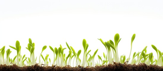 Wall Mural - close up of young spring sprouts against a white background creating a copy space image