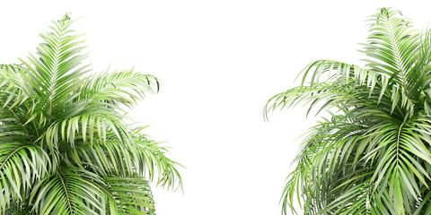 Wall Mural - palm tree leaves