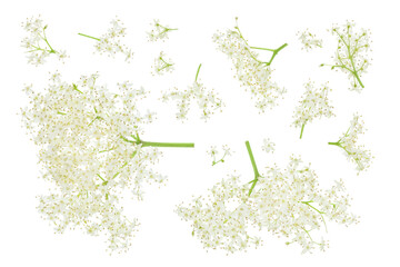 Wall Mural - Elderberry flower or Sambucus nigra isolated on a white background.