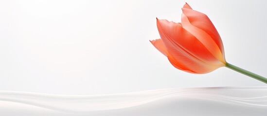 Wall Mural - a close up copy space image featuring a beautiful tulip flower against a clean white backdrop