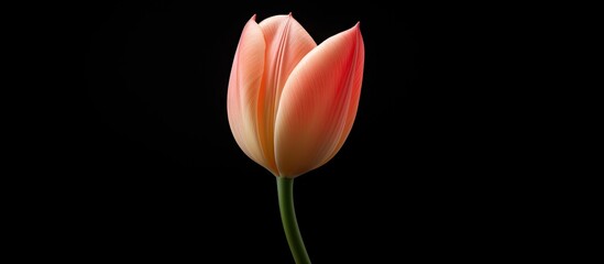 Wall Mural - a close up copy space image featuring a beautiful tulip flower against a clean white backdrop