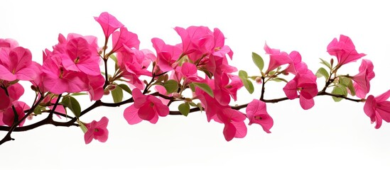 Wall Mural - a beautiful pink bougainvillea glabra flower captured in a copy space image against a white backgrou