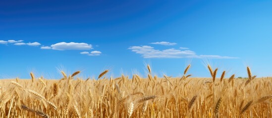 Wall Mural - a picturesque wheat field with a clear blue sky serving as a perfect backdrop for a copy space image