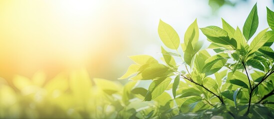 Aufkleber - This blurred foliage and sunlight create a vibrant backdrop perfect for adding text or advertising messages in the copy space image