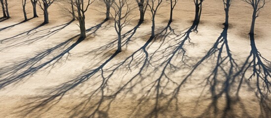 Wall Mural - aerial view of barren trees casting long shadows on the ground during spring ideal for copy space im