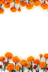 Wall Mural - orange and red flowers of marigold ( tagetes ) on a white background with space for text. top view, 