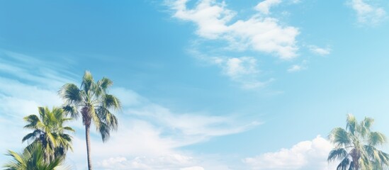 Wall Mural - A fresh and sunny day with palm trees against a blue sky and white clouds creating a copy space image that symbolizes environment and ecology