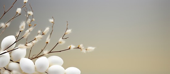 Poster - A white Easter eggs and willow catkin in a copy space image